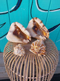 King or Flame Helmet Shell – Cassis tuberosa or Cassis flammea