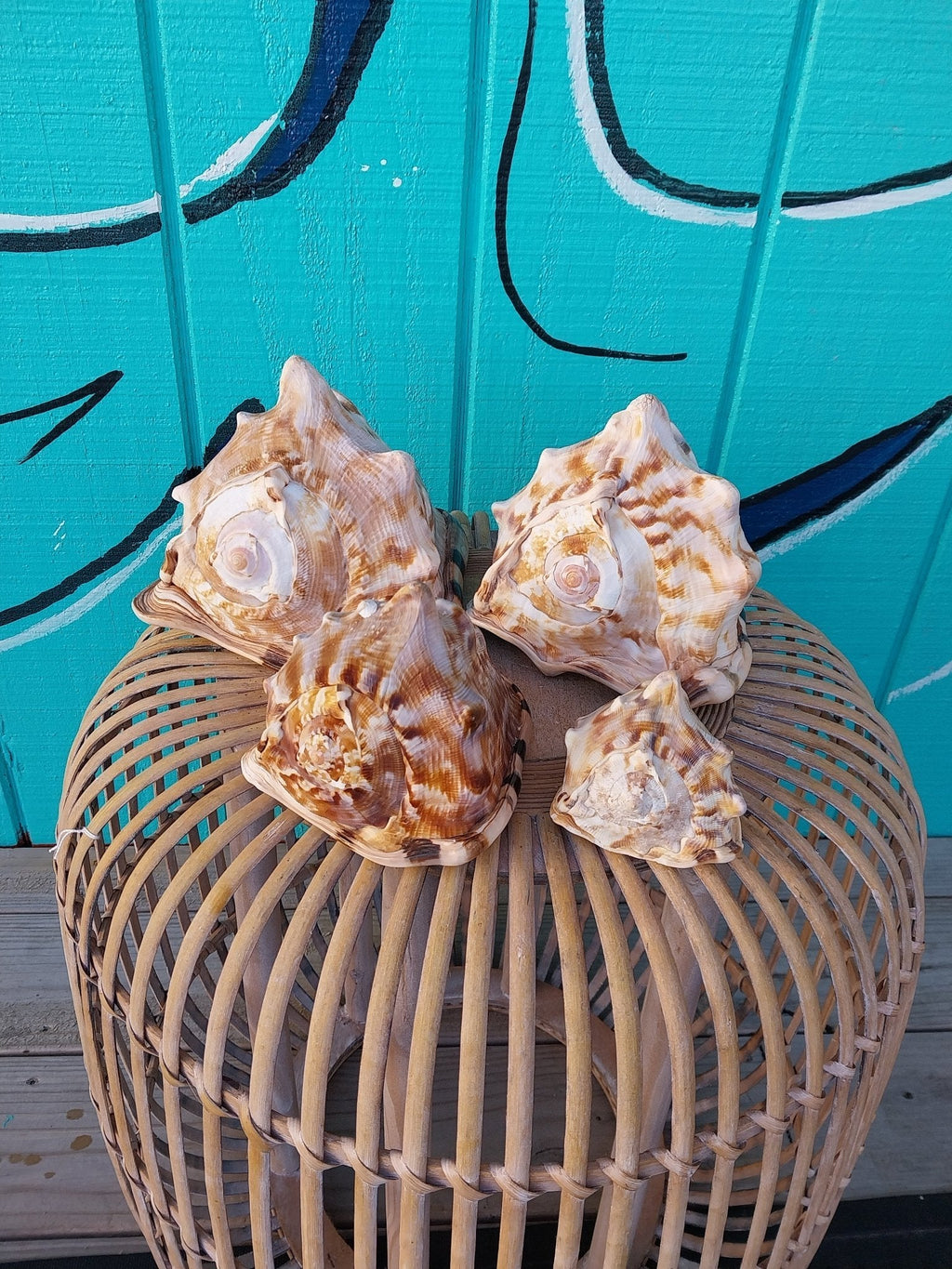 King or Flame Helmet Shell – Cassis tuberosa or Cassis flammea