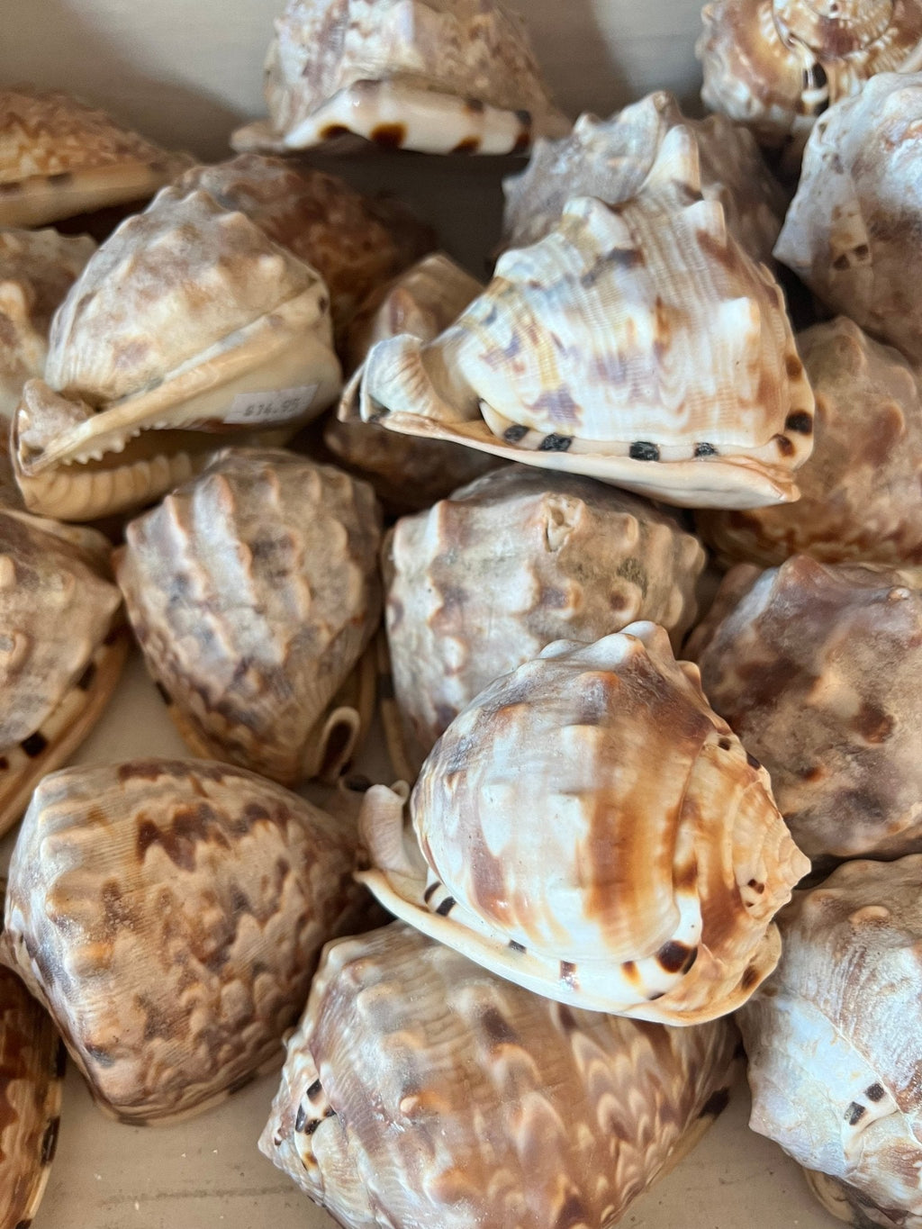 King or Flame Helmet Shell – Cassis tuberosa or Cassis flammea