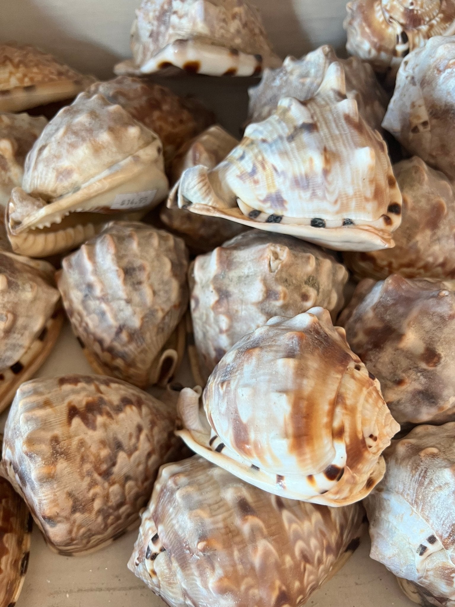 King or Flame Helmet Shell – Cassis tuberosa or Cassis flammea