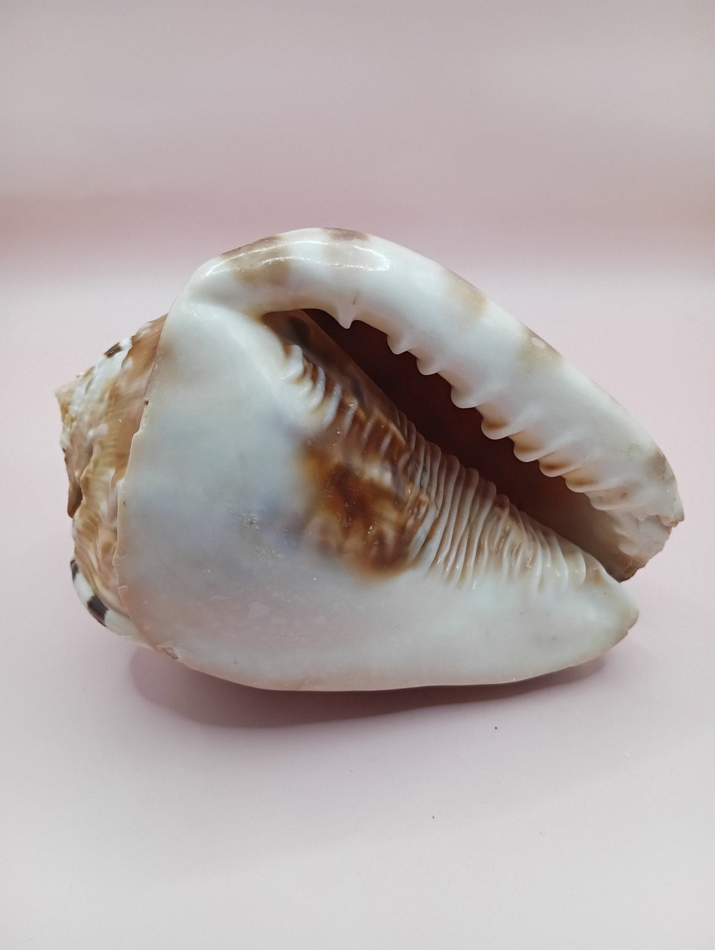 King Helmet Display Shell- Cassis flammea 4.8"
