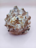 King Helmet Display Shell- Cassis flammea 4.8"