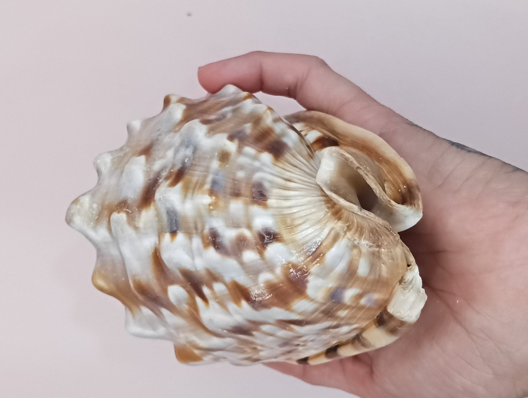 King Helmet Display Shell- Cassis flammea 4.8"
