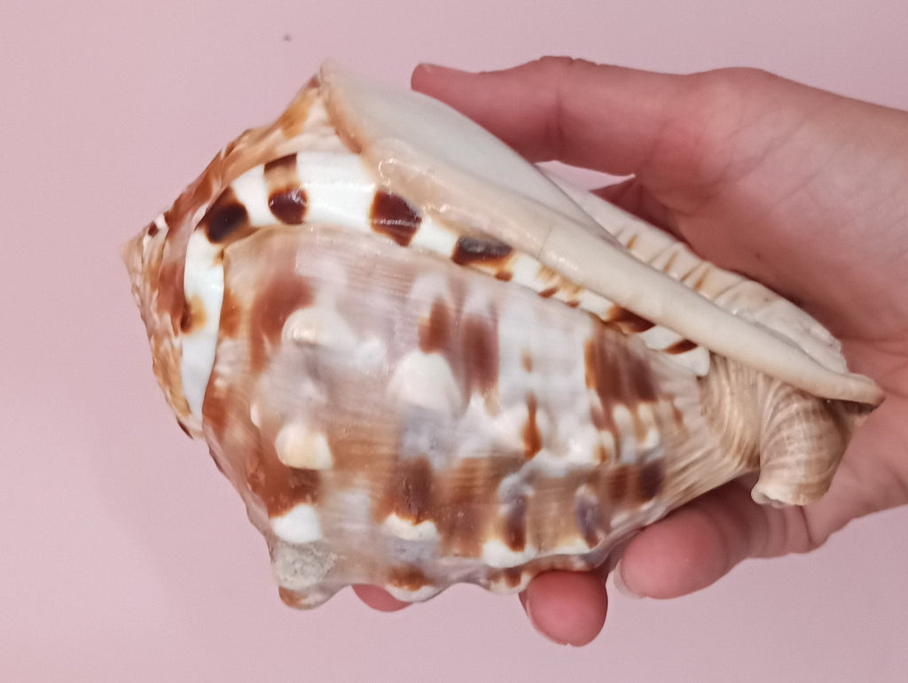 King Helmet Display Shell- Cassis flammea 4.8"