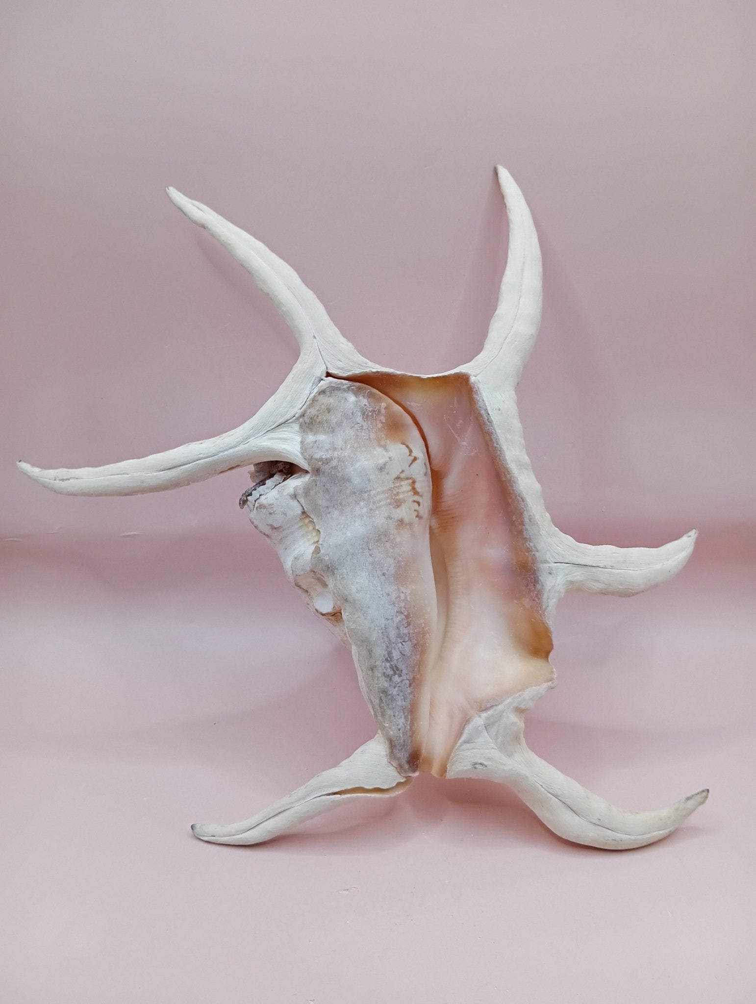Lambis Chiragra Harpago Spider Conch Shell 9" | Coastal Display Specimen