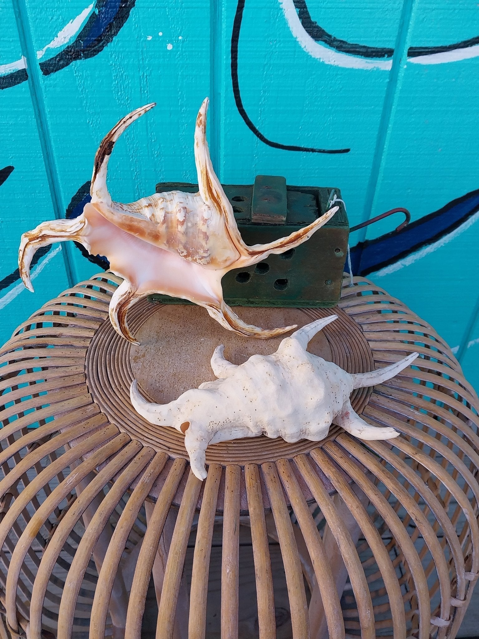 Lambis Chiragra Spider Conch Shell – Lambis chiragra
