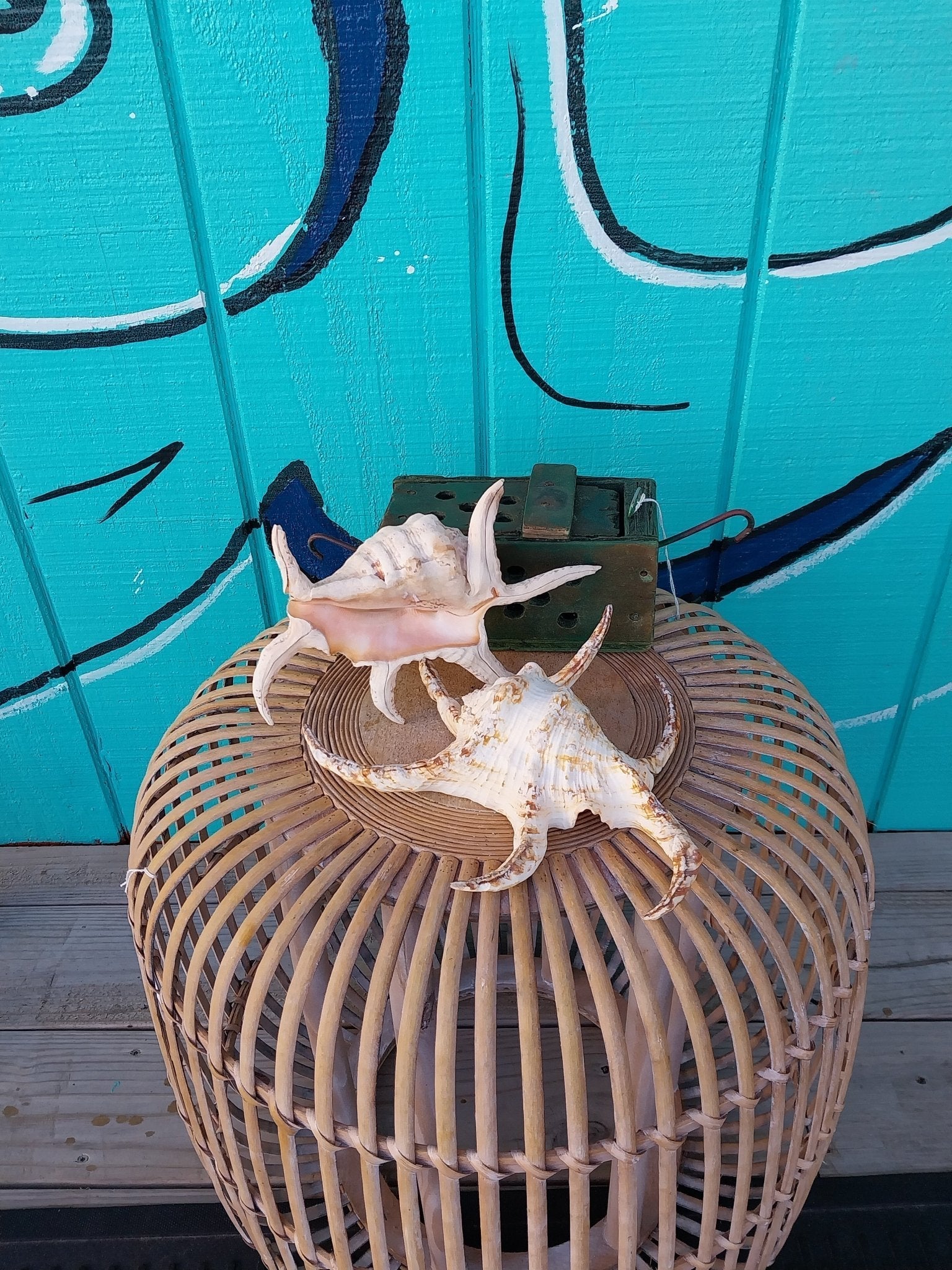 Lambis Chiragra Spider Conch Shell – Lambis chiragra