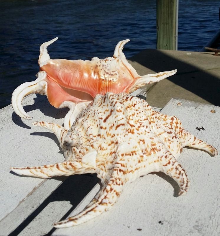 Lambis Chiragra Spider Conch Shell – Lambis chiragra