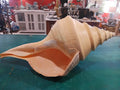 Large Australian Trumpet Shell – Syrinx aruanus – 21" Rare Natural Display Specimen