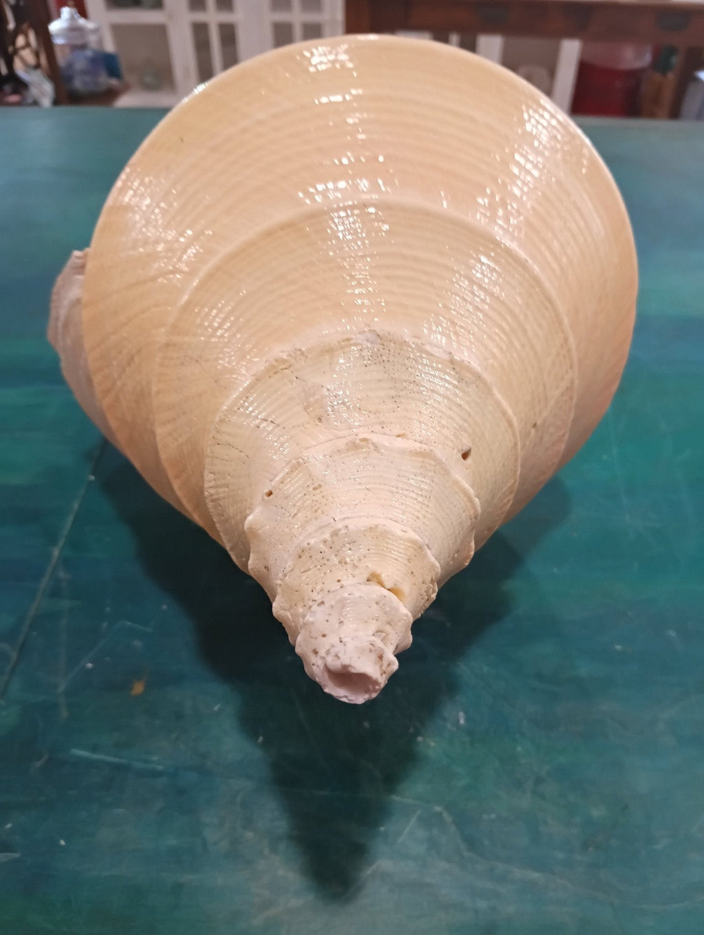 Large Australian Trumpet Shell – Syrinx aruanus – 21" Rare Natural Display Specimen