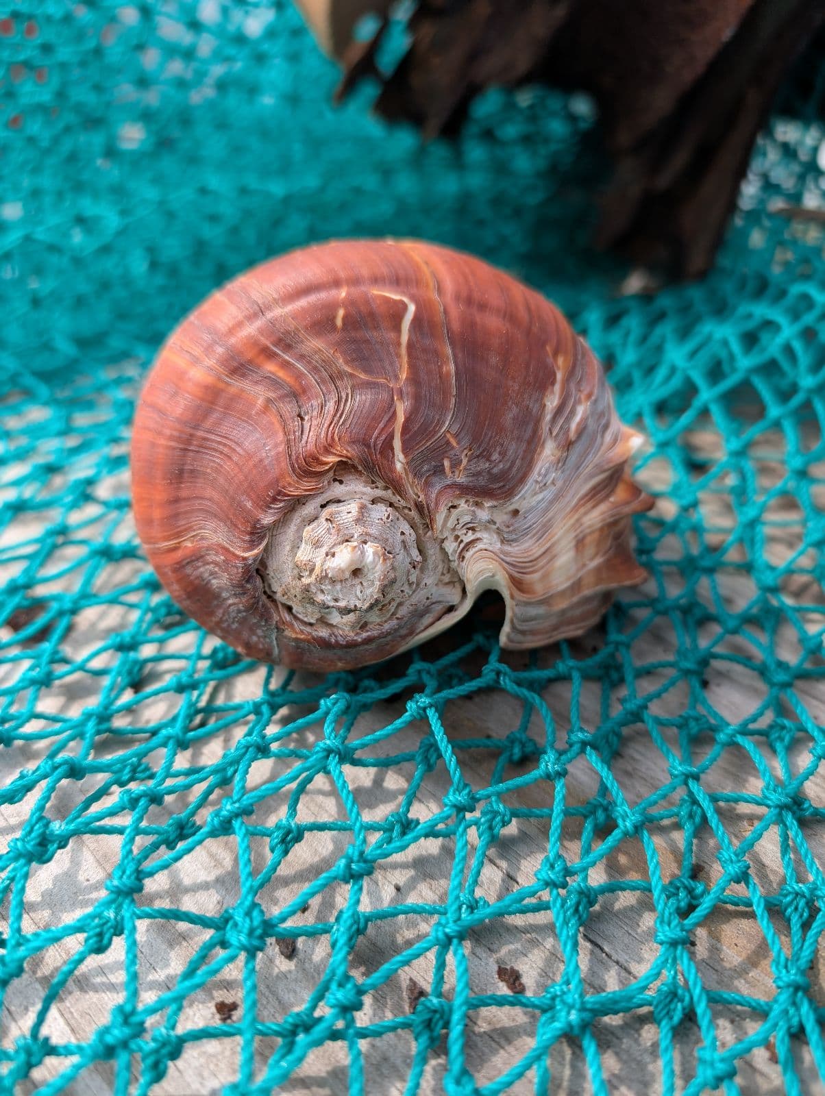 Fiber Pacific Crown Conch Shell (Melongena patula) 4-7"