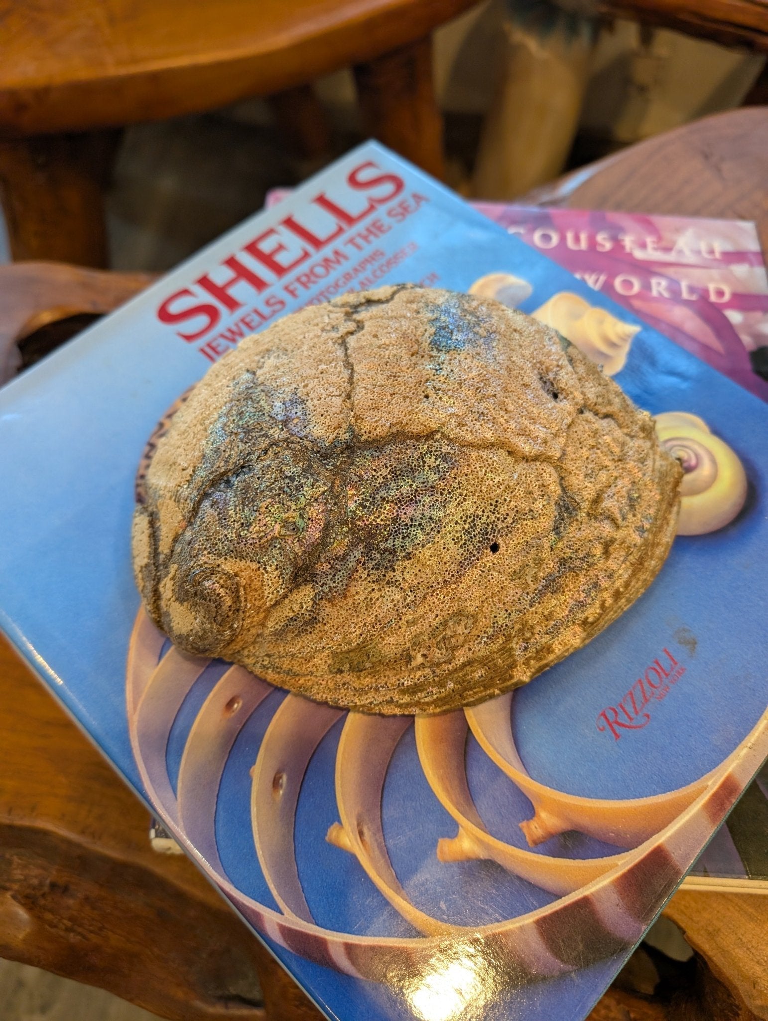 Large Green Abalone Shell - Haliotis Fulgens