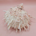 Large Hinged Spondylus Shell – 5" Blush Pink Spiny Ocean Display Spiny Thorny Oyster