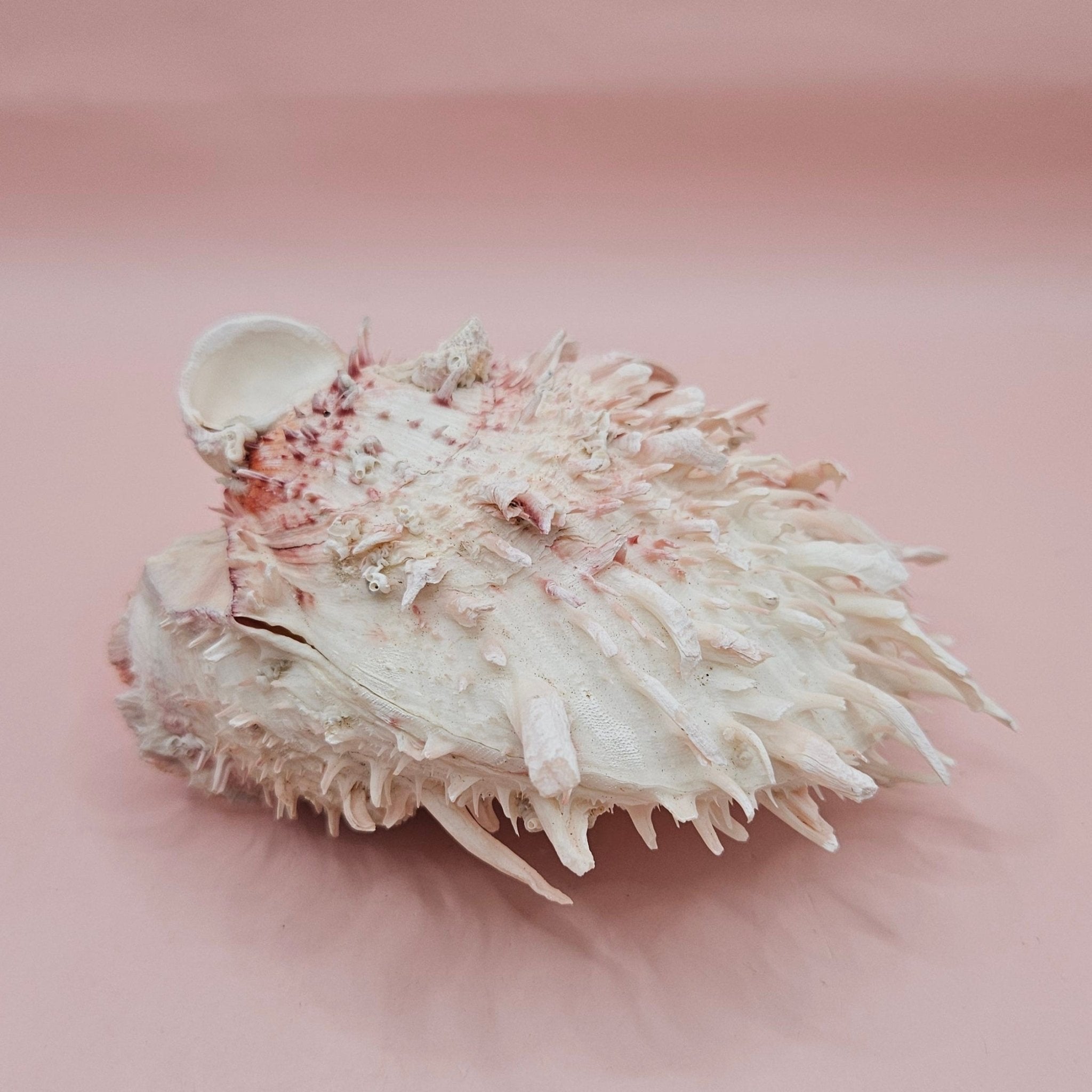 Large Hinged Spondylus Shell – 5" Blush Pink Spiny Ocean Display Spiny Thorny Oyster