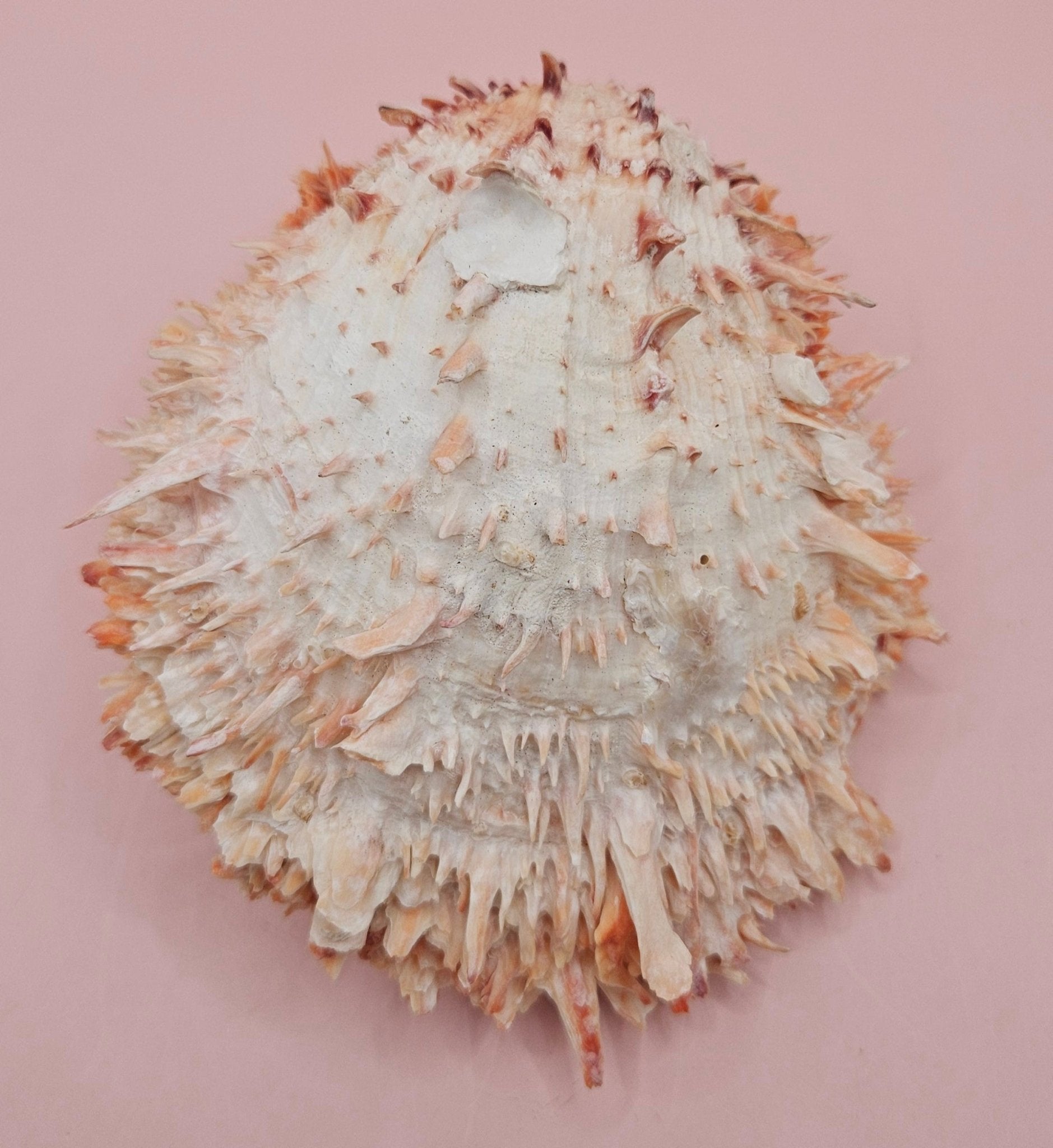 Large Hinged Spondylus Shell – 5.7" Coral-Tinged Ocean Display with Textured Spines Spiny Thorny Oyster