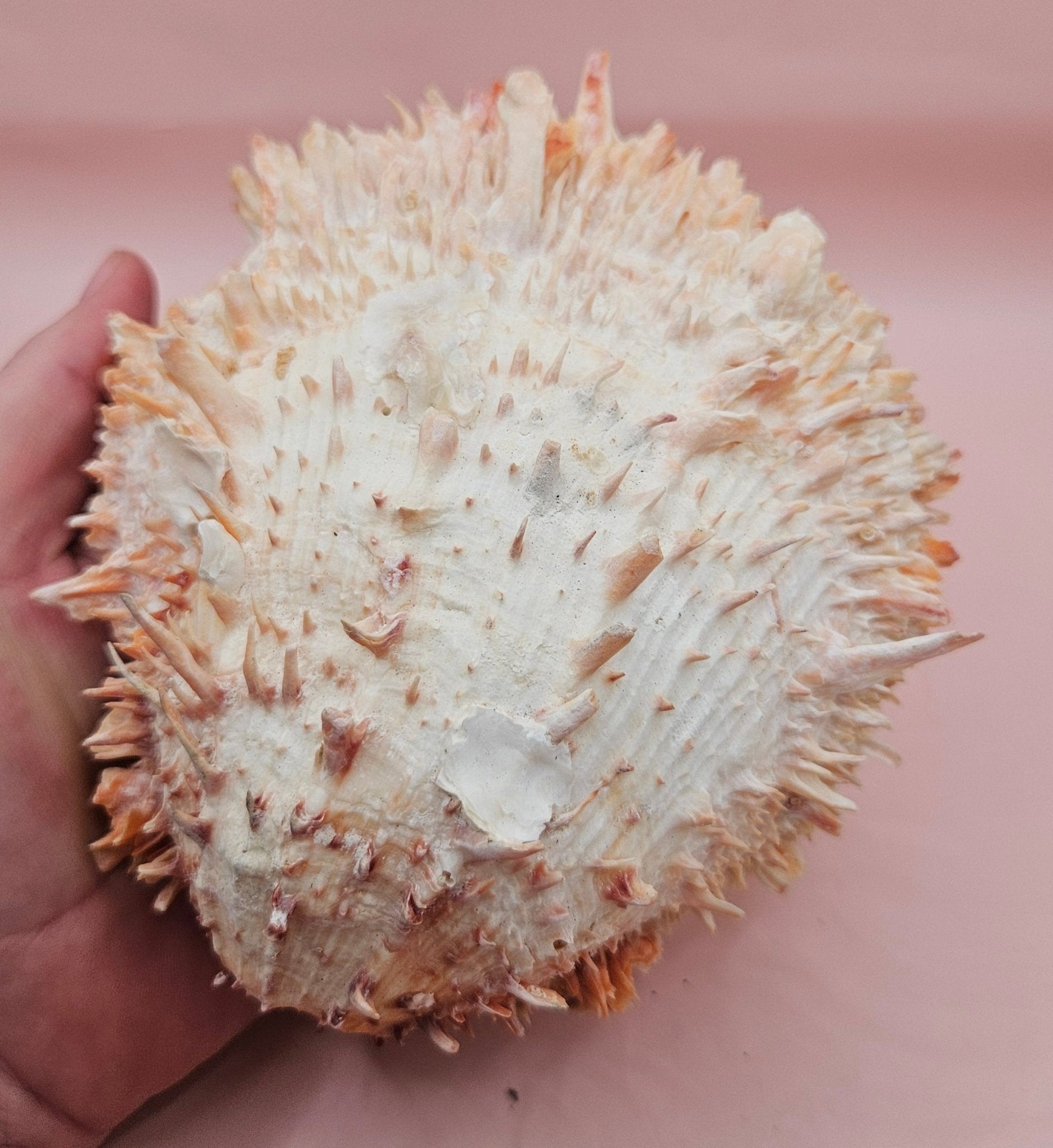 Large Hinged Spondylus Shell – 5.7" Coral-Tinged Ocean Display with Textured Spines Spiny Thorny Oyster