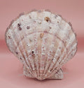 Large Lions Paw Shell Pair 5.75" Coastal Decor Display Shell