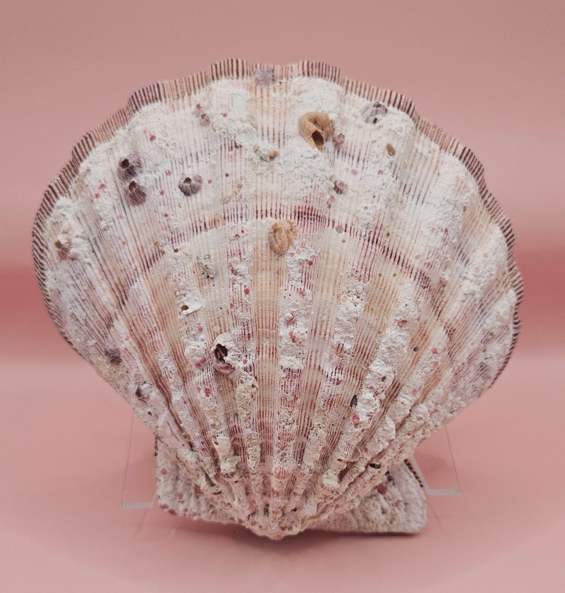 Large Lions Paw Shell Pair 5.75" Coastal Decor Display Shell