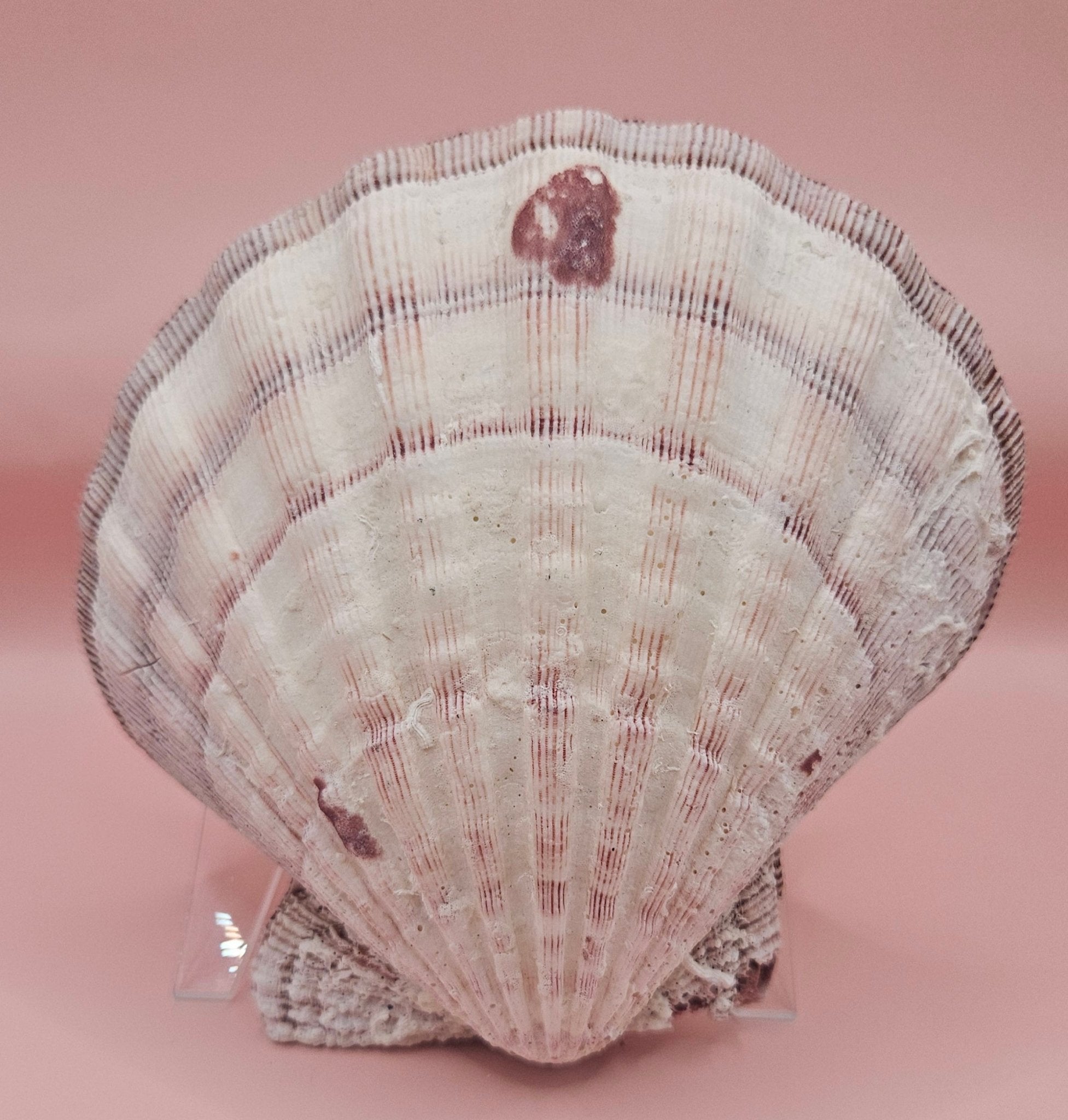 Large Lions Paw Shell Pair 5.75" Coastal Decor Display Shell