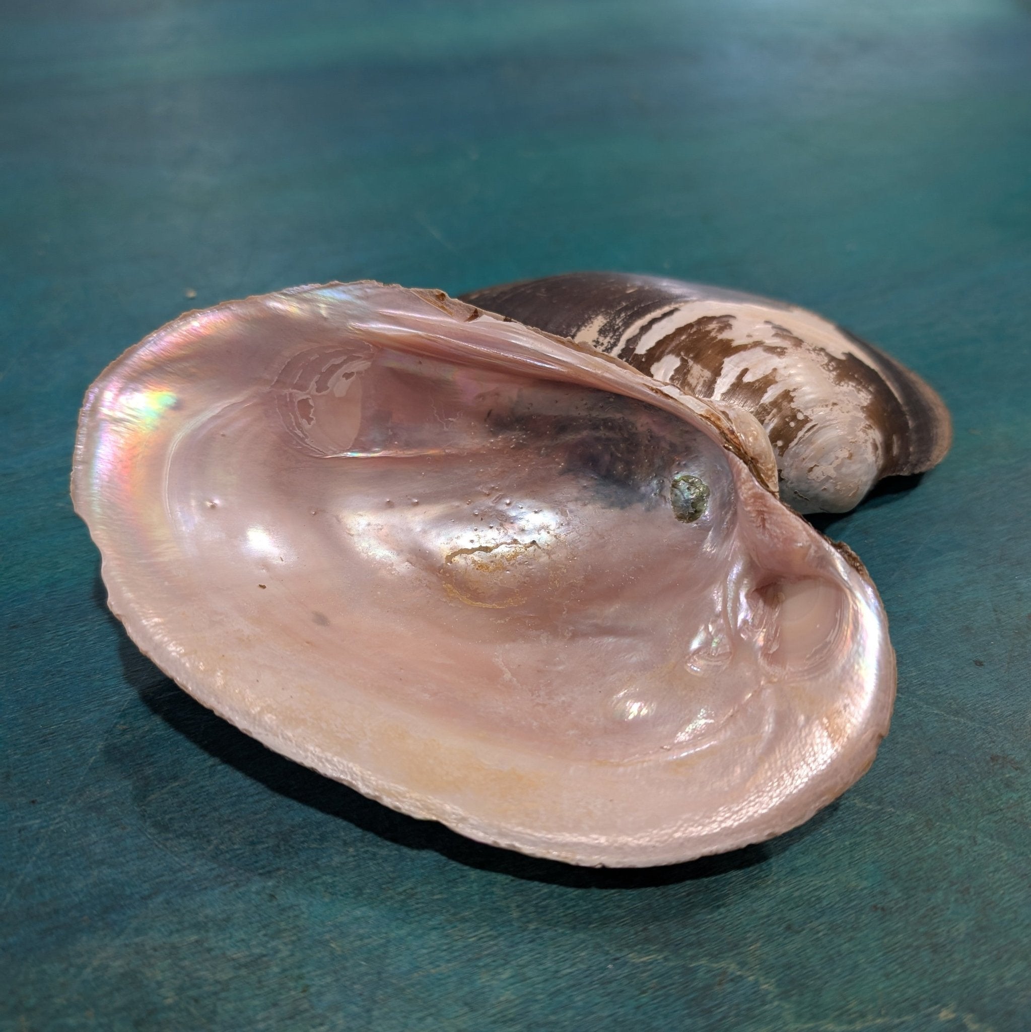 Large Mexican River Clam Shell 5-6+"