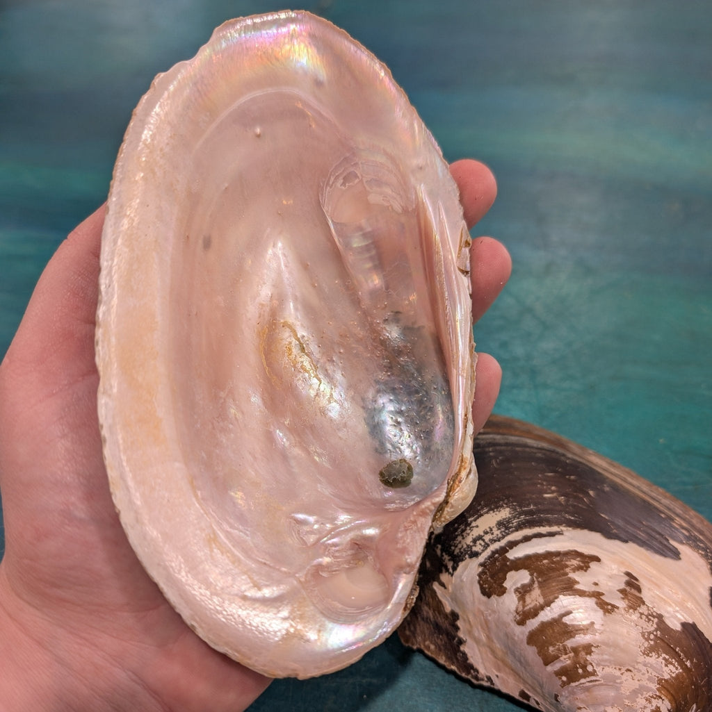 Large Mexican River Clam Shell 5-6+"