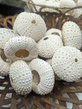 Large Pale Urchin Shell
