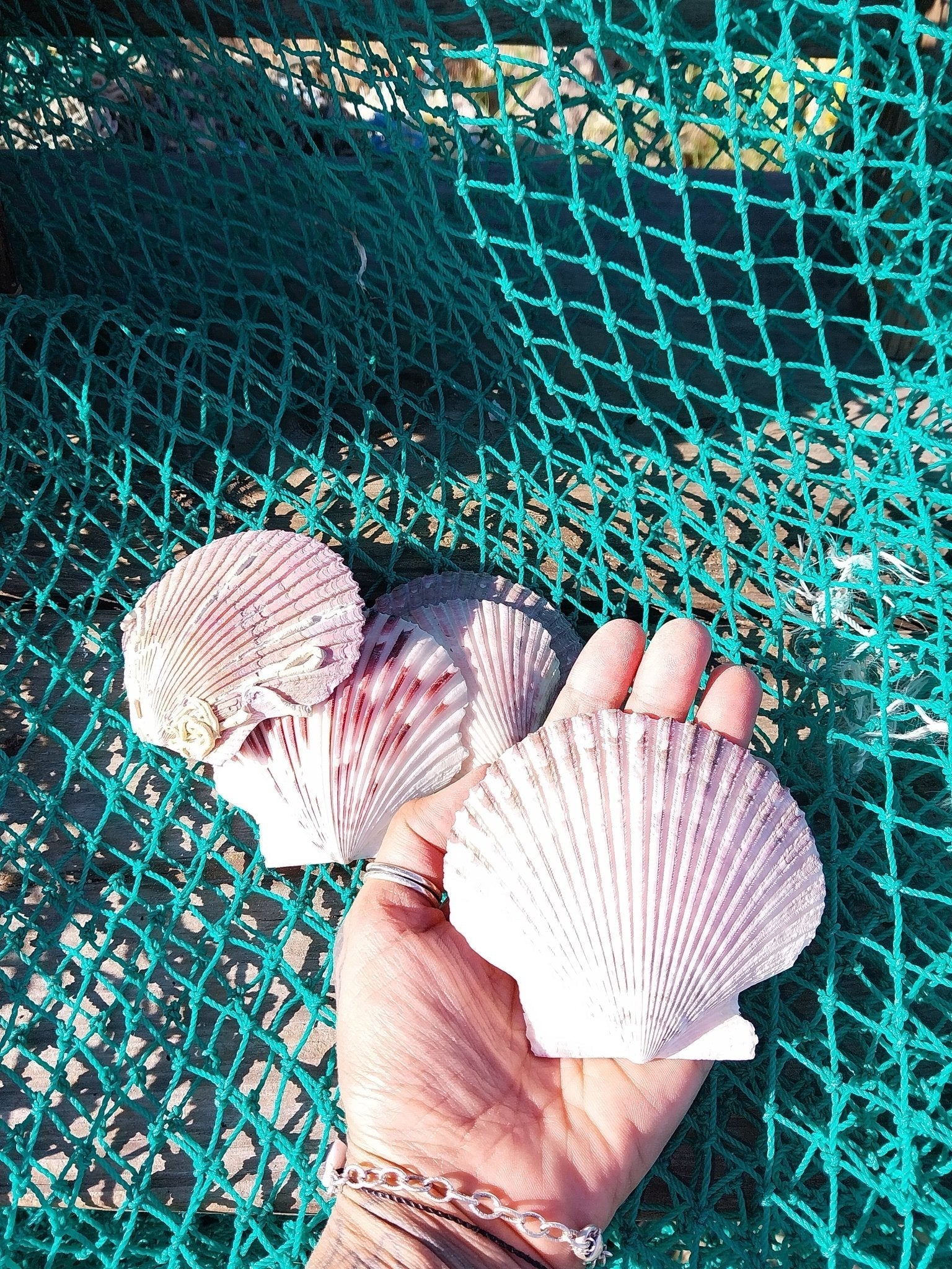 Purple Scallop Shells (Argopecten purpuratus)