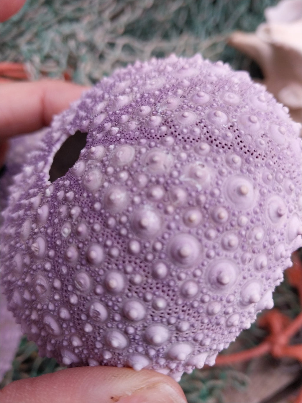 Large Pacific Purple Sea Urchin Shell