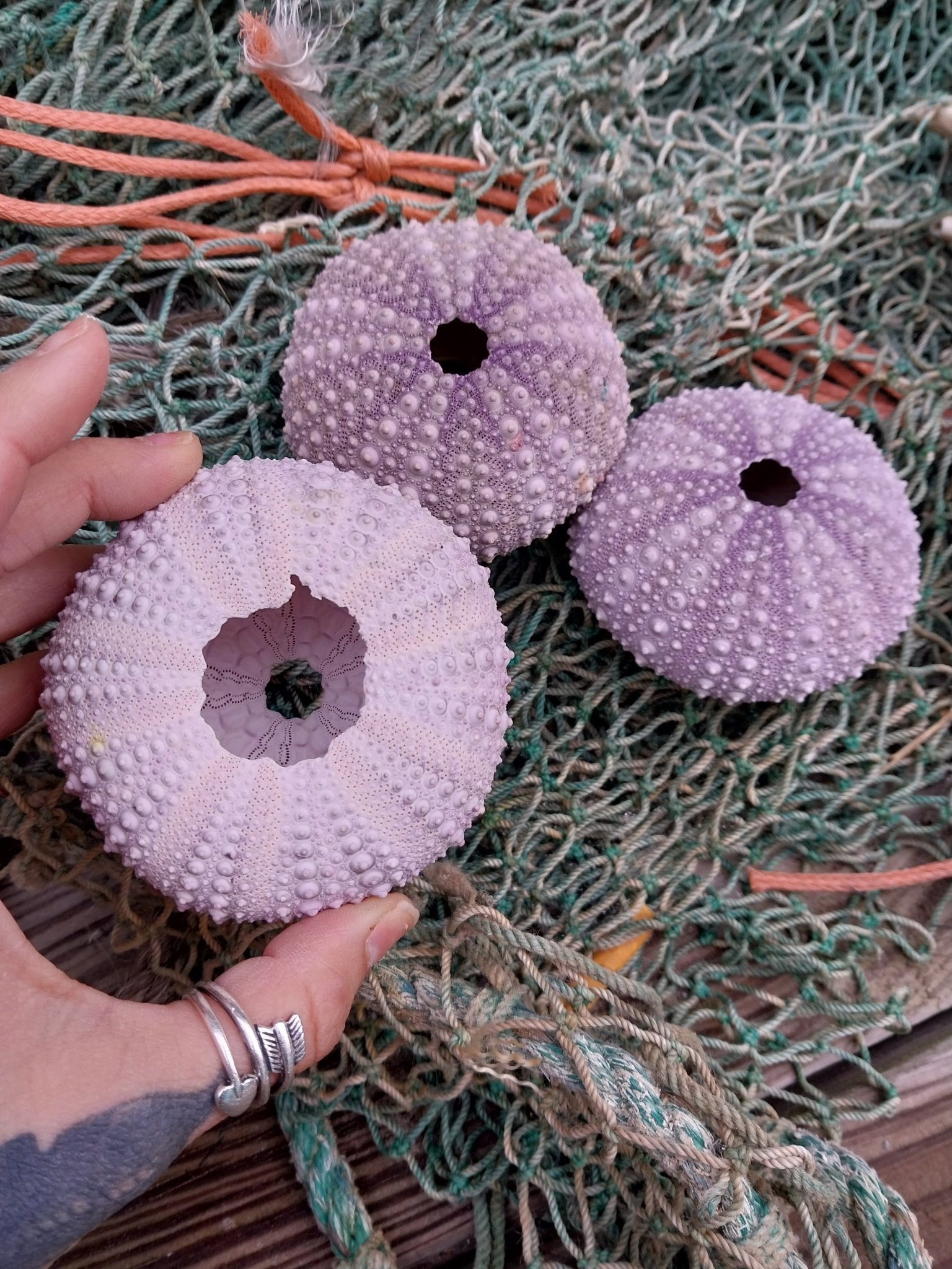 Large Pacific Purple Sea Urchin Shell