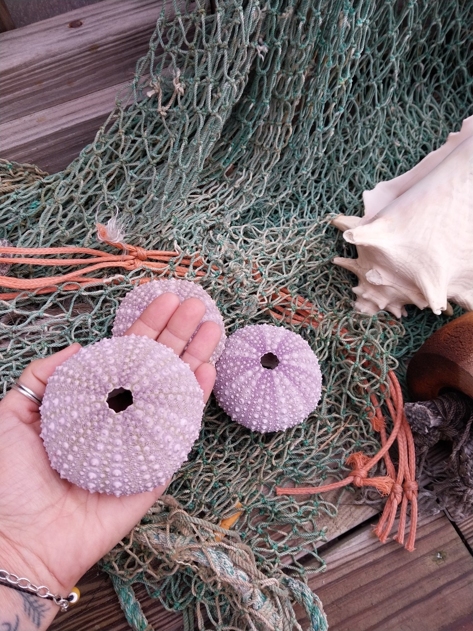 Large Pacific Purple Sea Urchin Shell