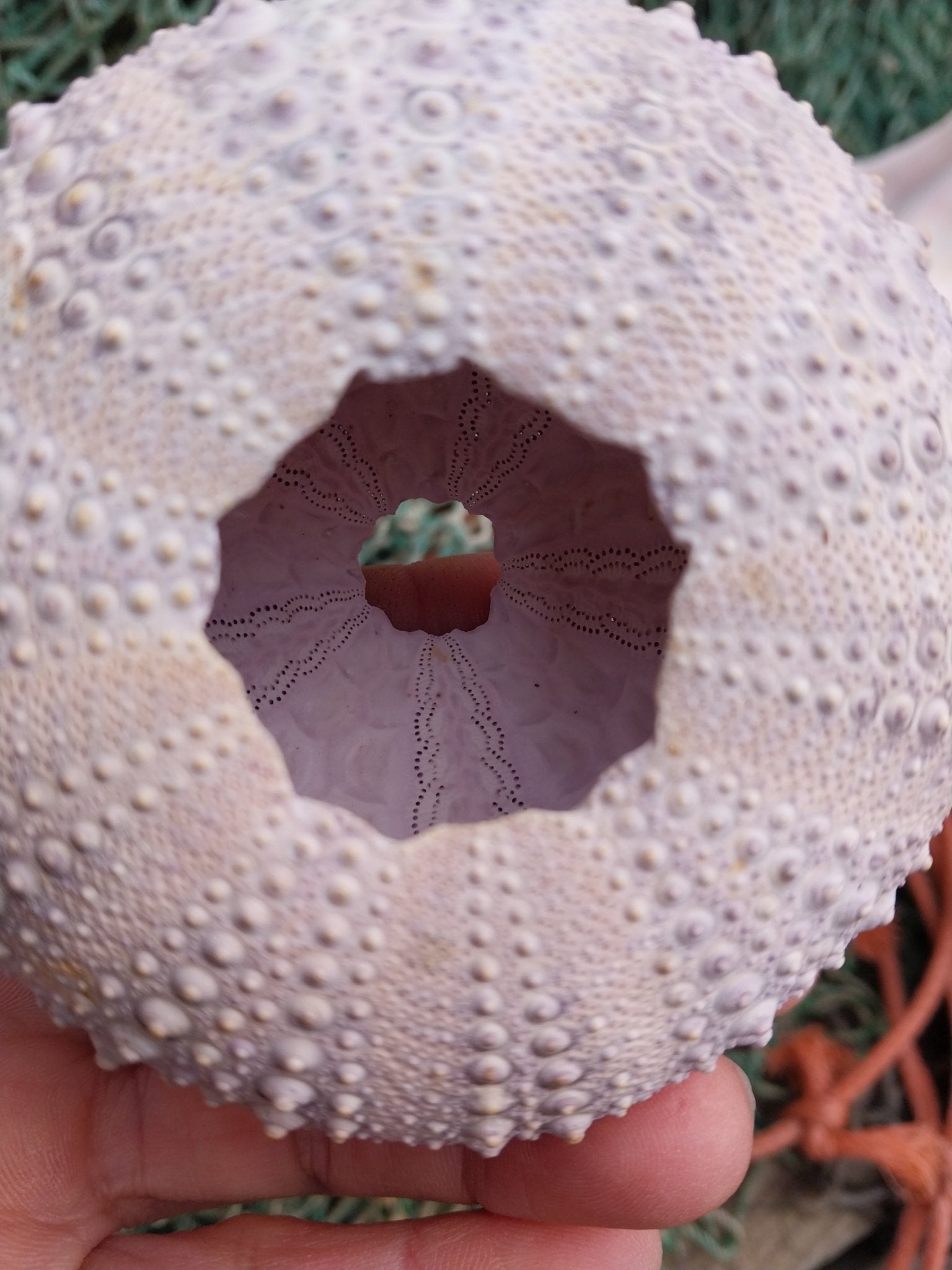 Large Pacific Purple Sea Urchin Shell