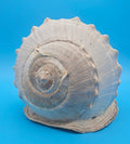 Large Queen Helmet Display Shell - Premium Coastal Home Decor Specimen 11.5" (Cassis Madagascariensis)