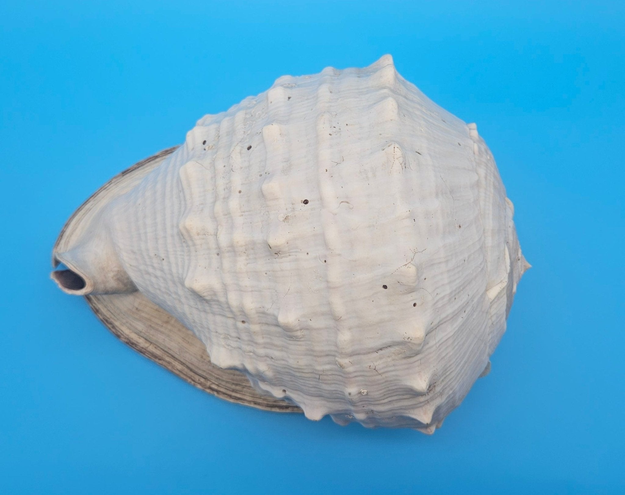 Large Queen Helmet Display Shell - Premium Coastal Home Decor Specimen 11.5" (Cassis Madagascariensis)