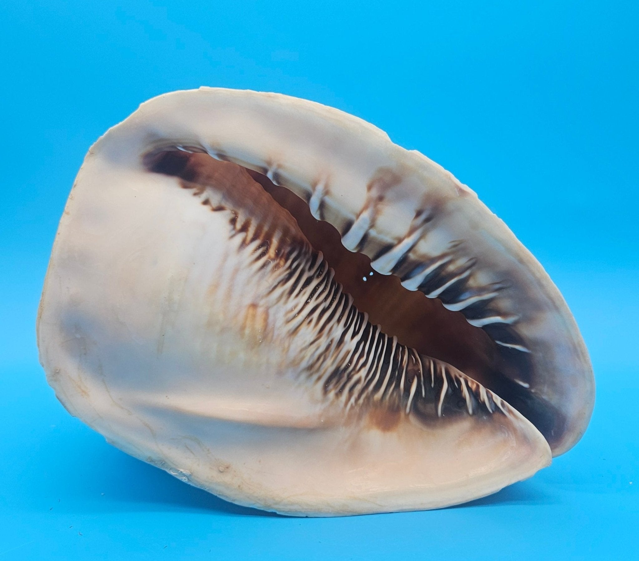 Large Queen Helmet Display Shell - Premium Coastal Home Decor Specimen 11.5" (Cassis Madagascariensis)