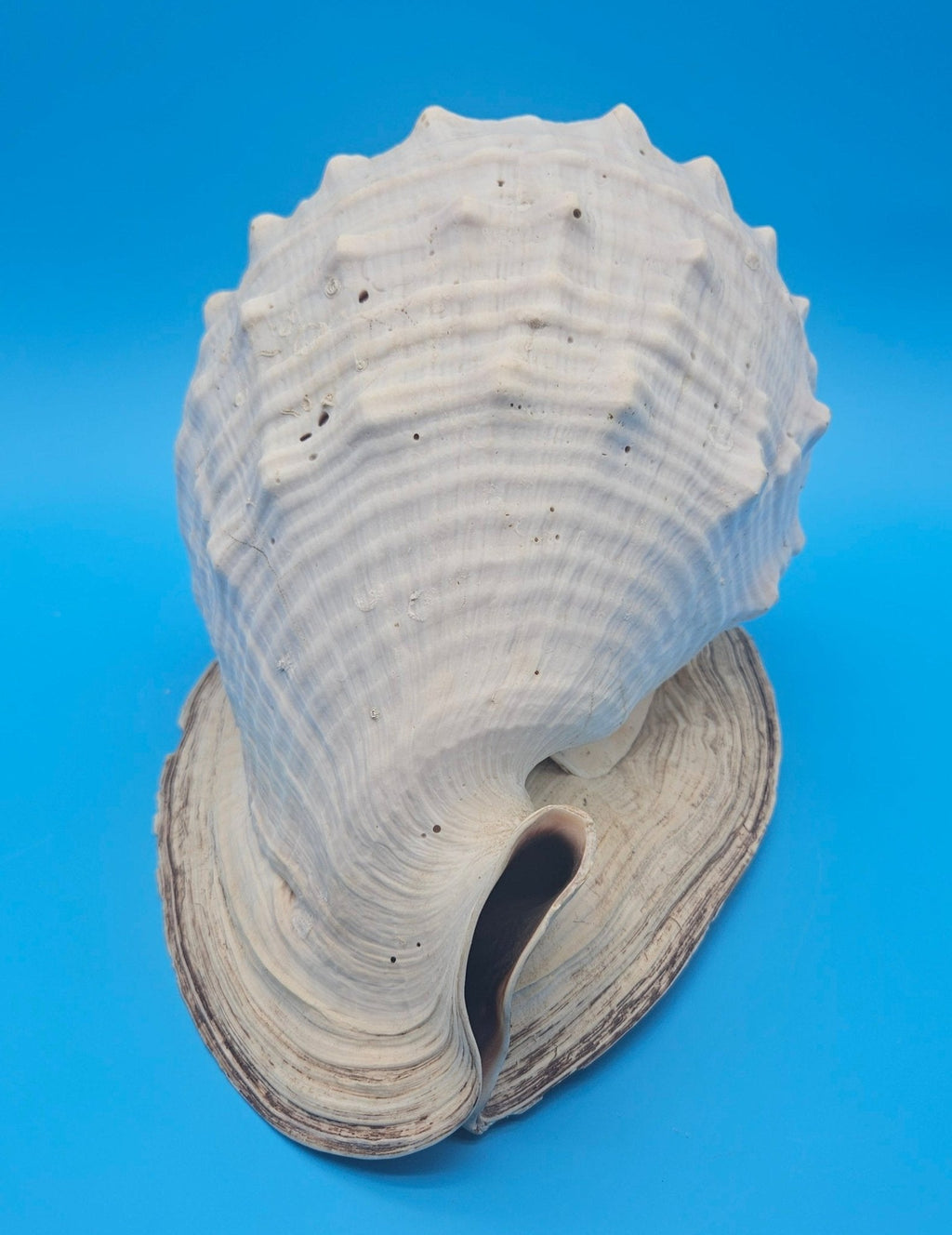 Large Queen Helmet Display Shell - Premium Coastal Home Decor Specimen 11.5" (Cassis Madagascariensis)