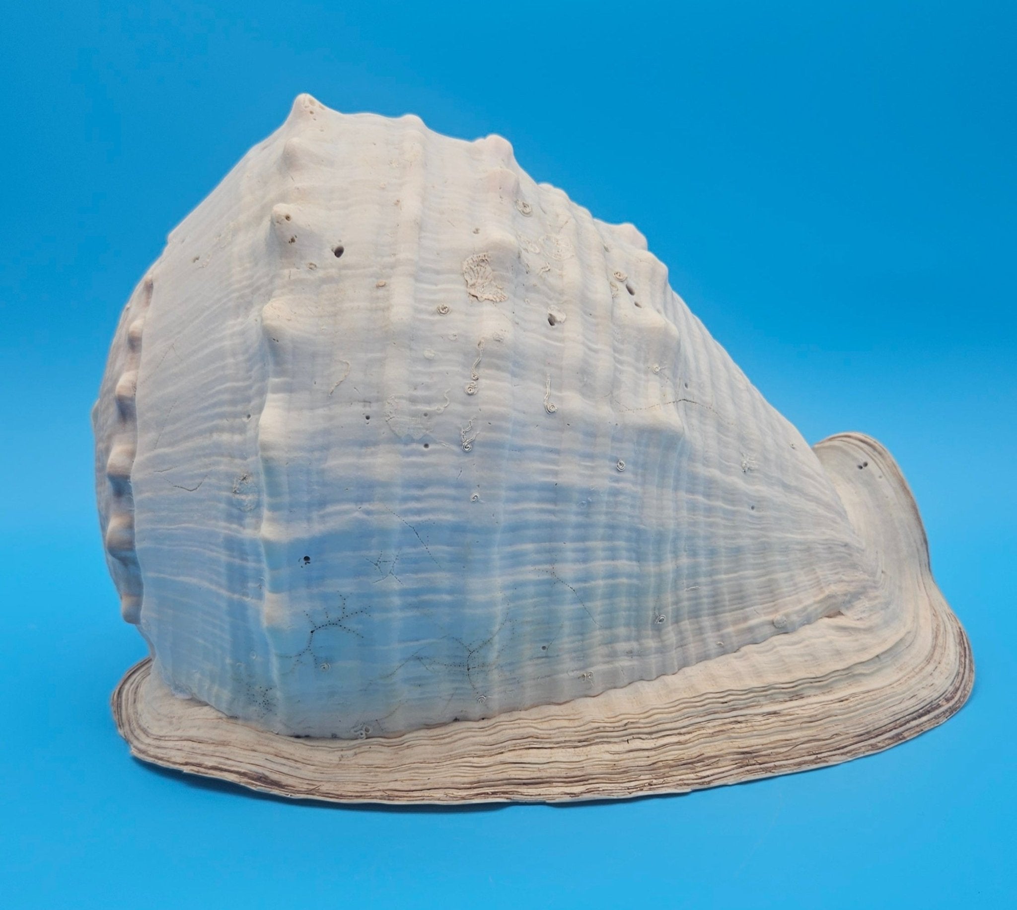 Large Queen Helmet Display Shell - Premium Coastal Home Decor Specimen 11.5" (Cassis Madagascariensis)