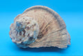 Large Raw Marmoratus Turban Shell Display - Premium Coastal Home Decor Specimen 6"
