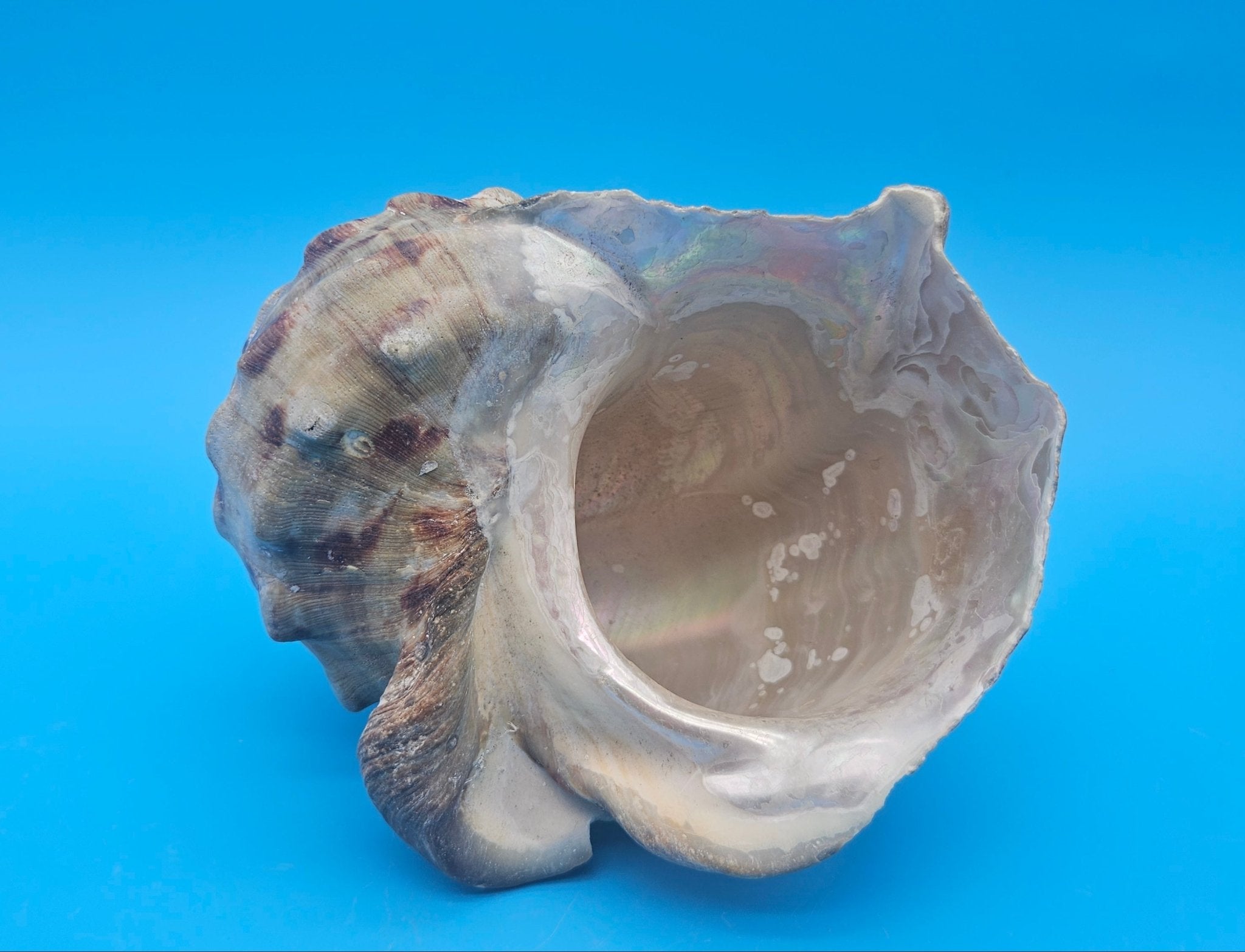 Large Raw Marmoratus Turban Shell Display - Premium Coastal Home Decor Specimen 6"