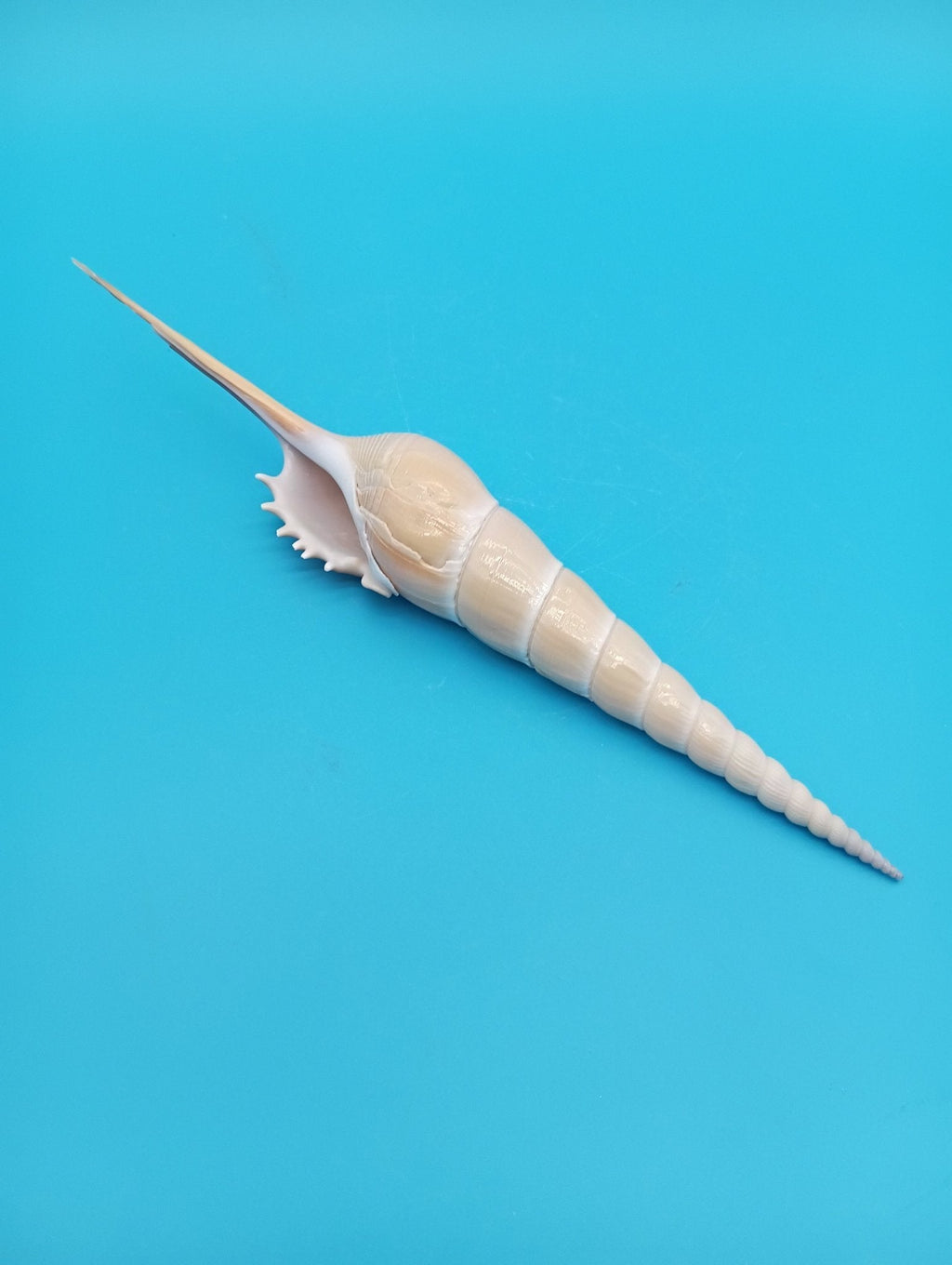 Large Shinbone Tibia Shell Display – Coastal Home Decor Specimen (Tibia fusus) 9"
