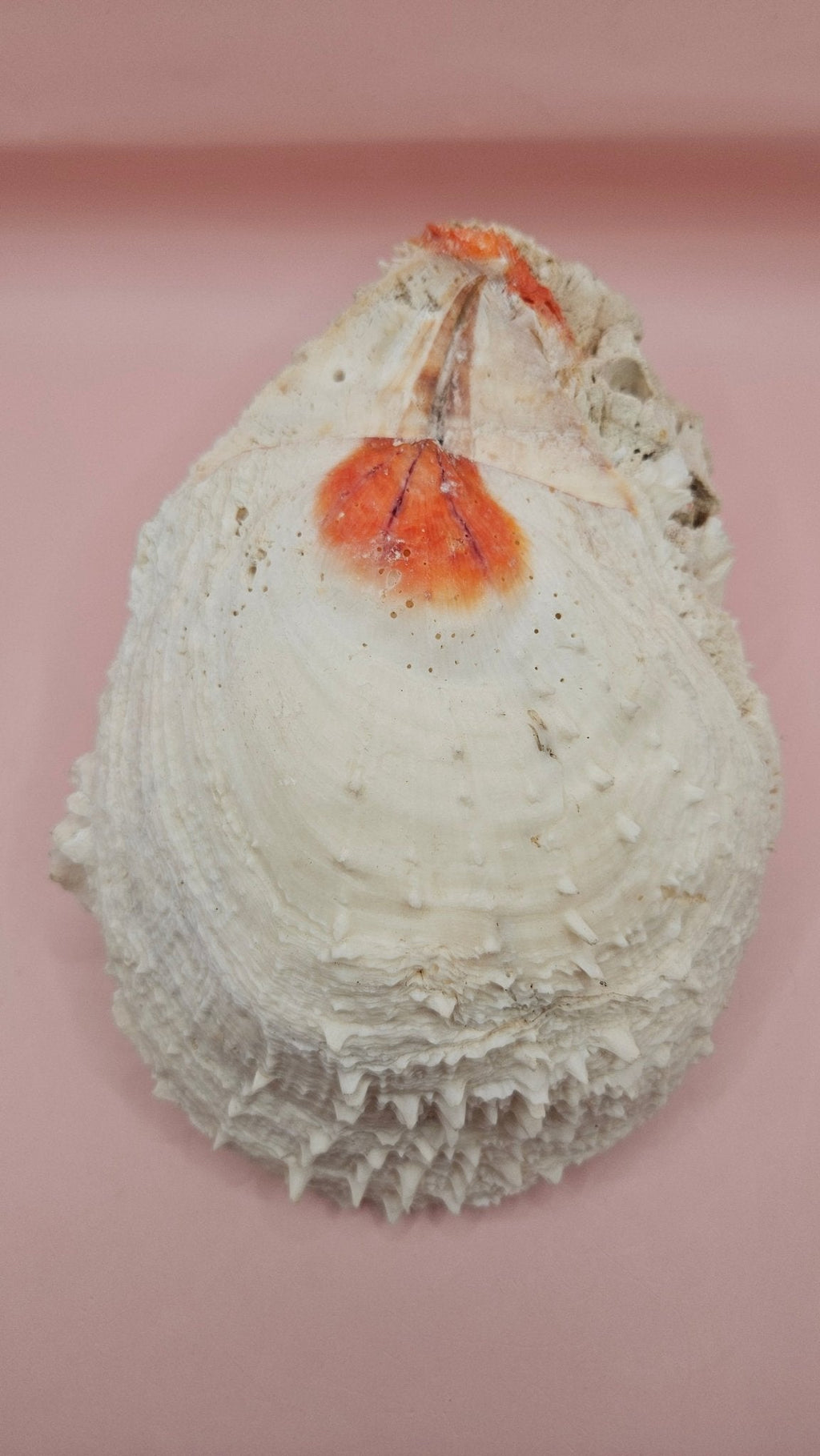 Large Spiny Spondylus Shell 8" Coastal Decor Display