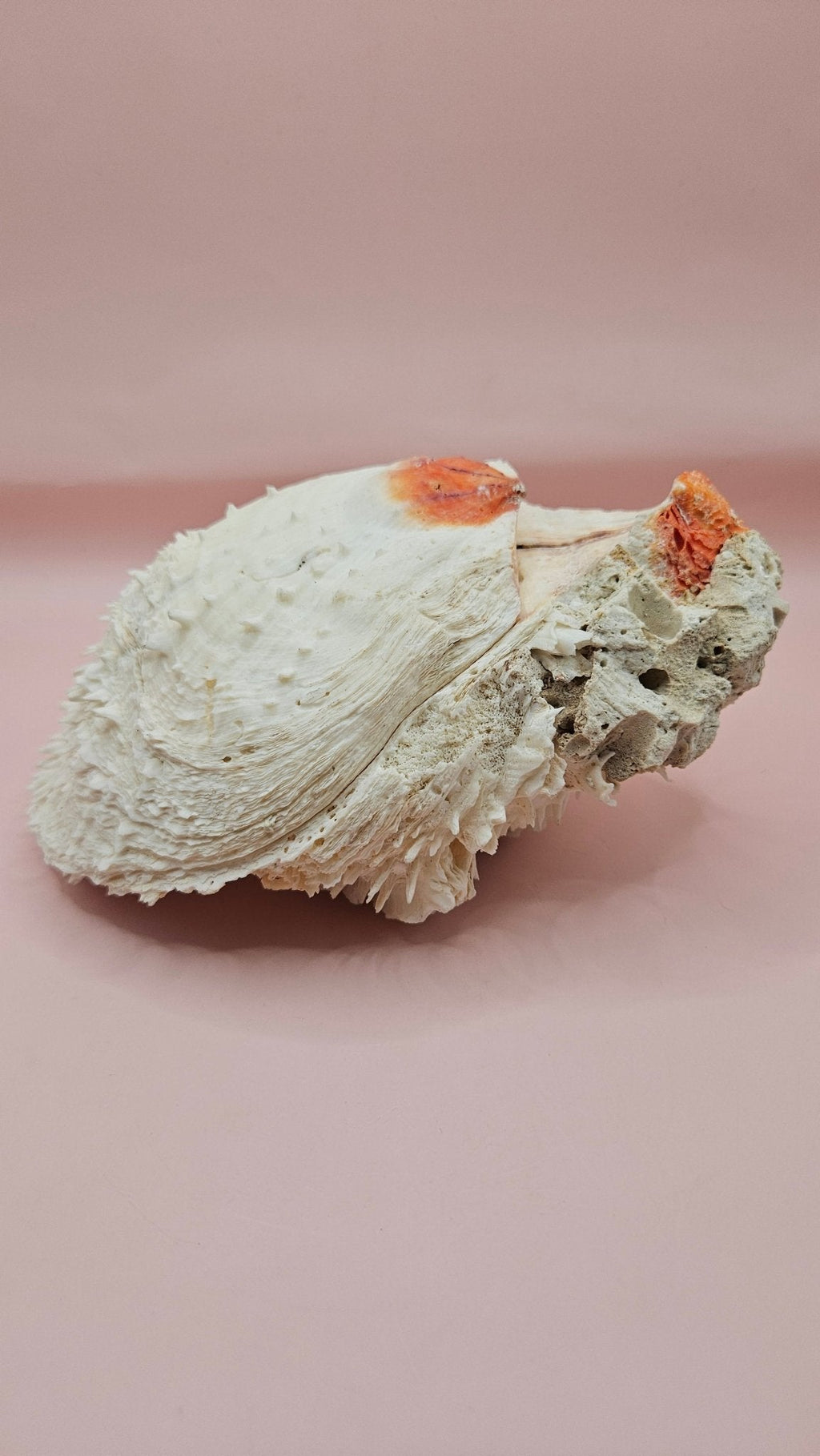 Large Spiny Spondylus Shell 8" Coastal Decor Display