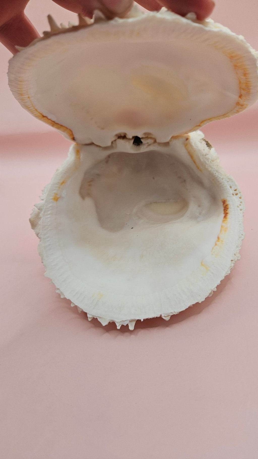Large Spiny Spondylus Shell 8" Coastal Decor Display