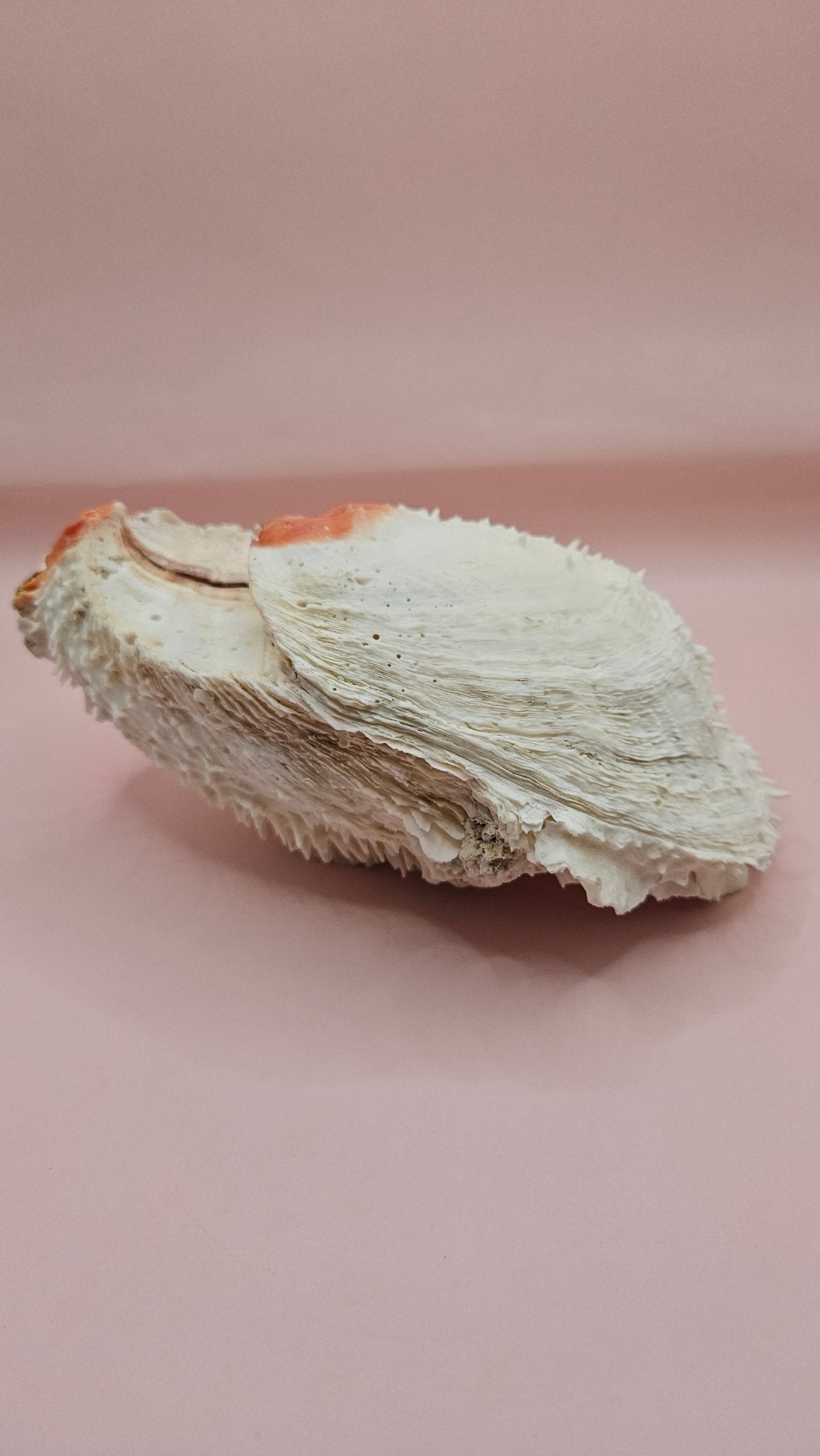 Large Spiny Spondylus Shell 8" Coastal Decor Display
