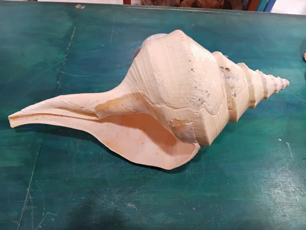 Large Syrinx Aruanus Australian Trumpet Shell 20" Display Sea Shell