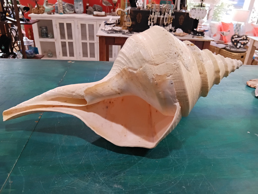 Large Syrinx Aruanus Australian Trumpet Shell 20" Display Sea Shell