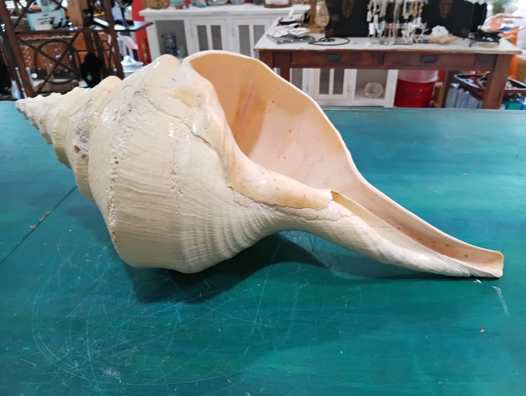 Large Syrinx Aruanus Australian Trumpet Shell 20" Display Sea Shell