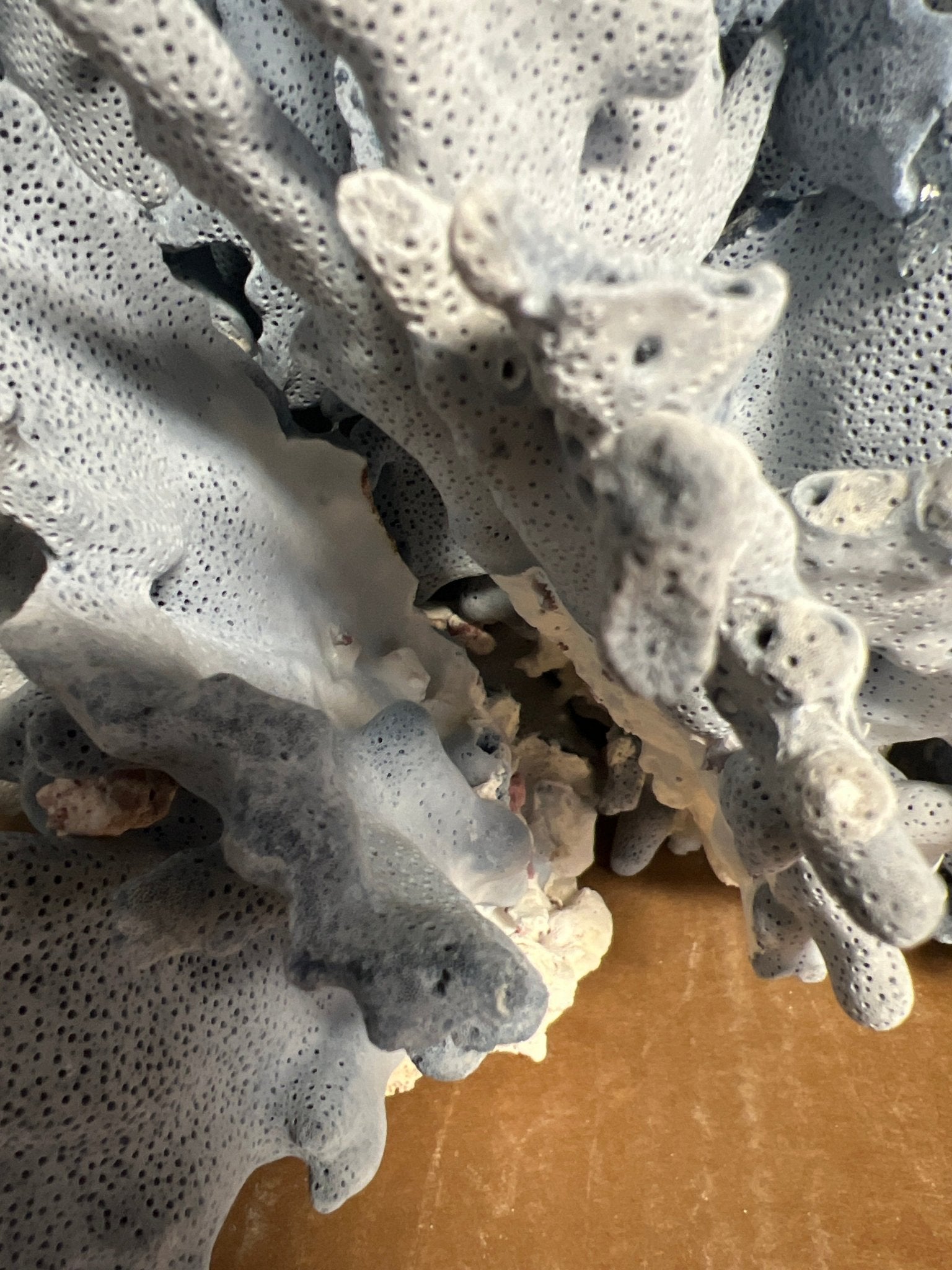 Light Blue Ridge Coral Sculpture- 20"
