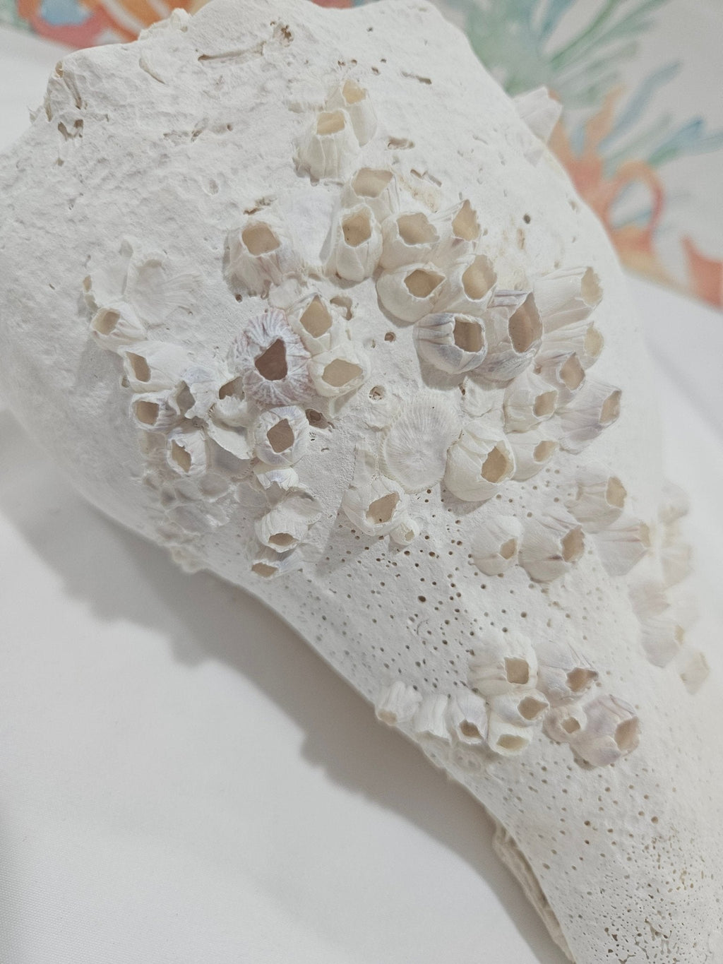 Lightning Whelk Display Shell With Barnacles 10.5"