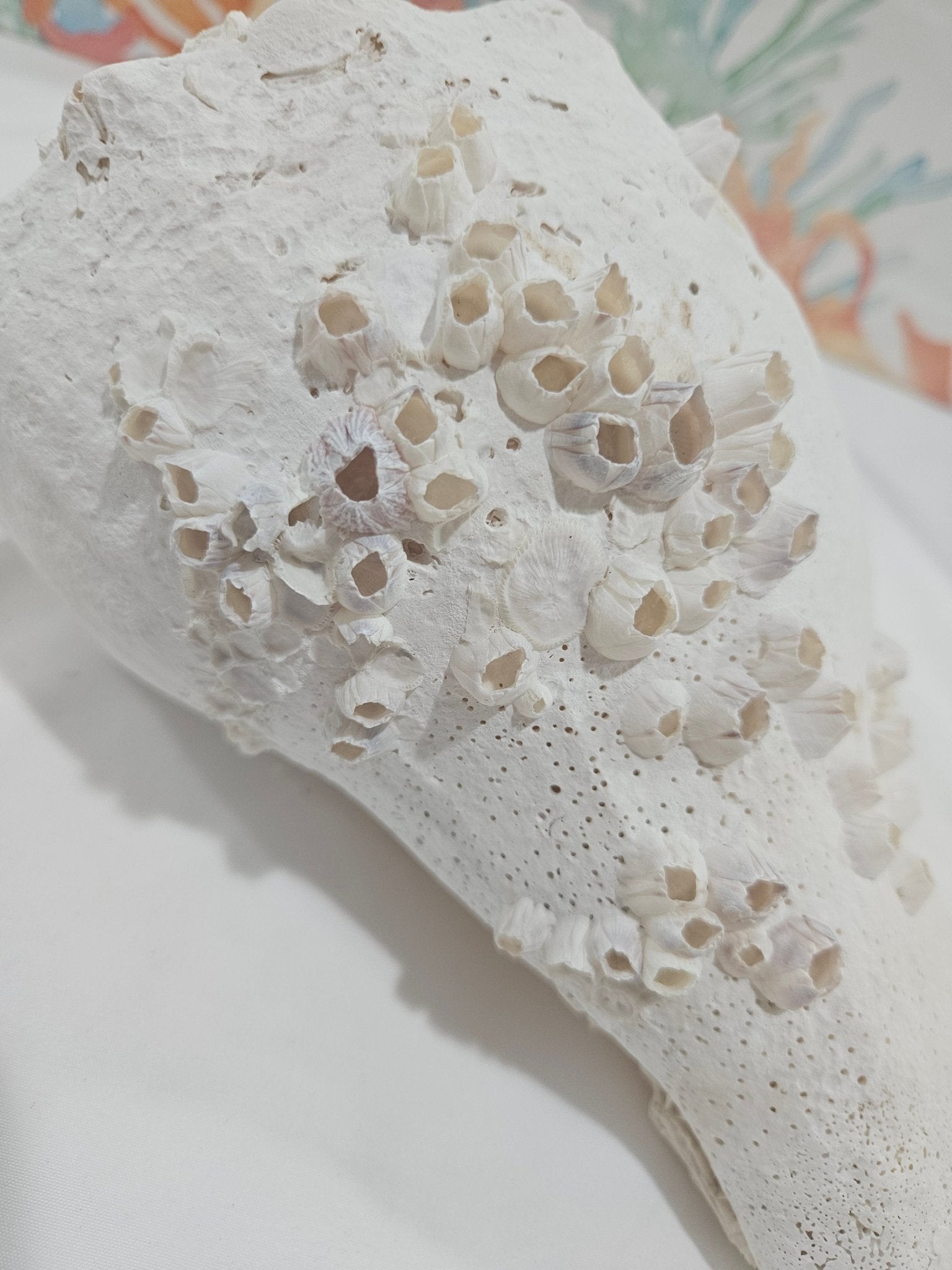 Lightning Whelk Display Shell With Barnacles 10.5"