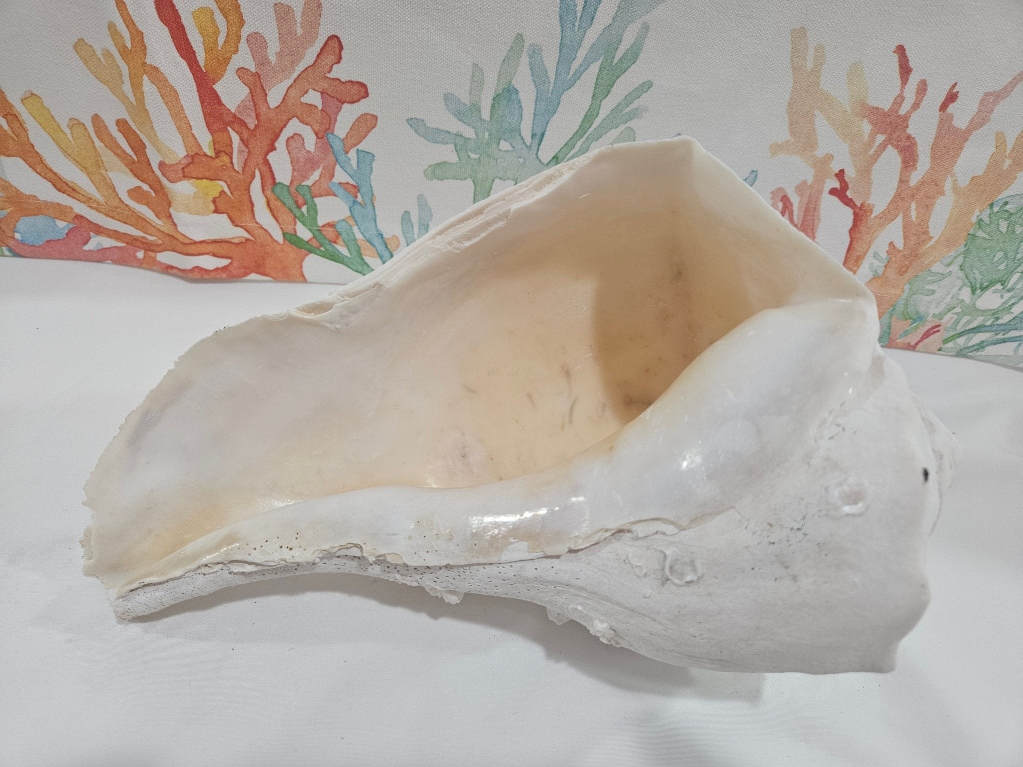 Lightning Whelk Display Shell With Barnacles 10.5"